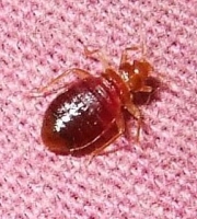 bed bug photo